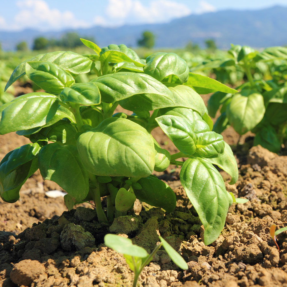 Basil plants in the garden