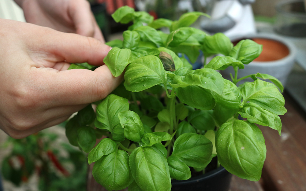 Harvesting basil leaves