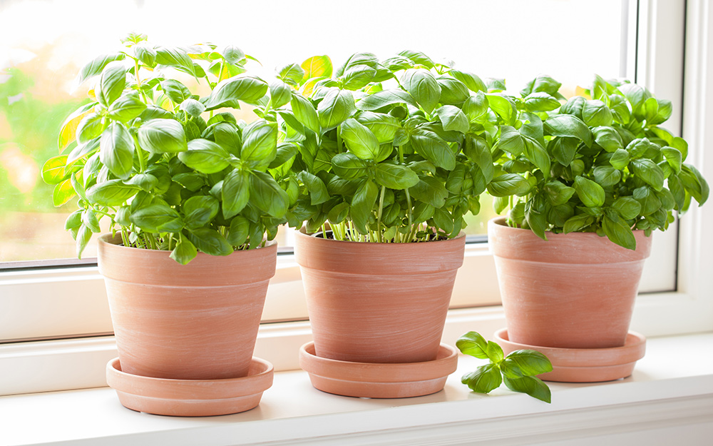 Basil in containers in a sunny window