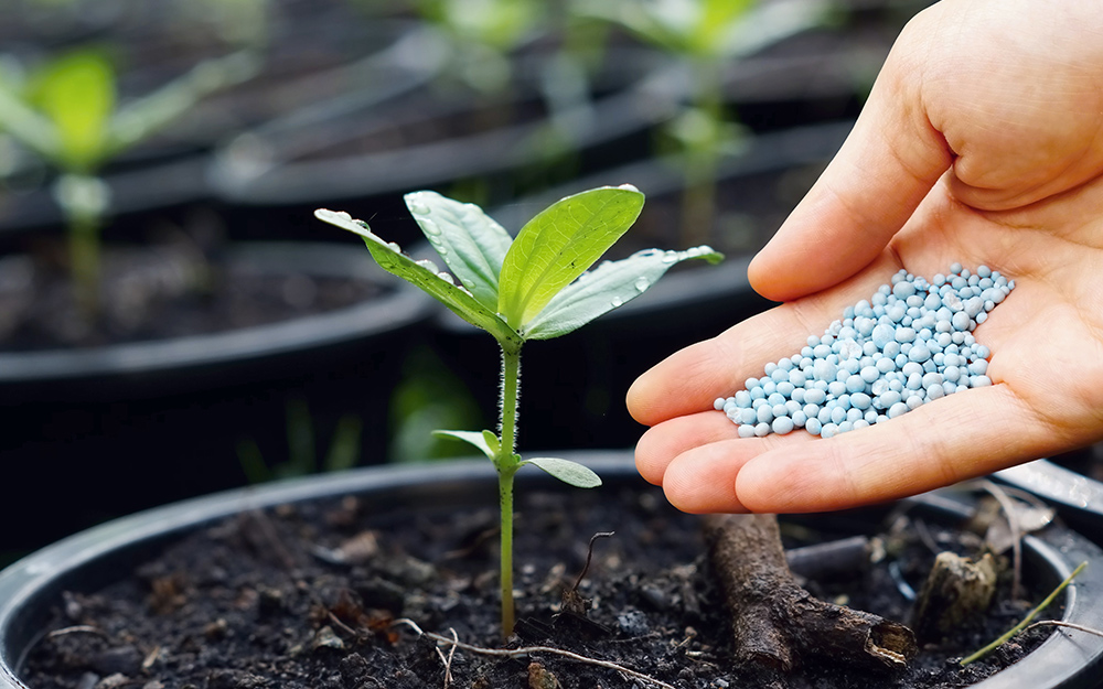 Fertilizing basil in containers