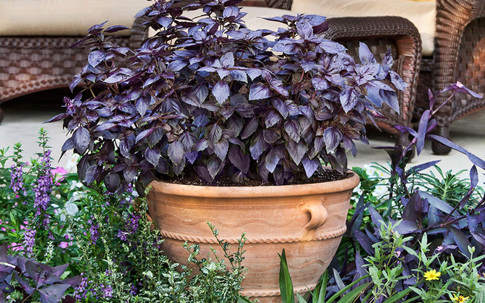 Purple basil in container