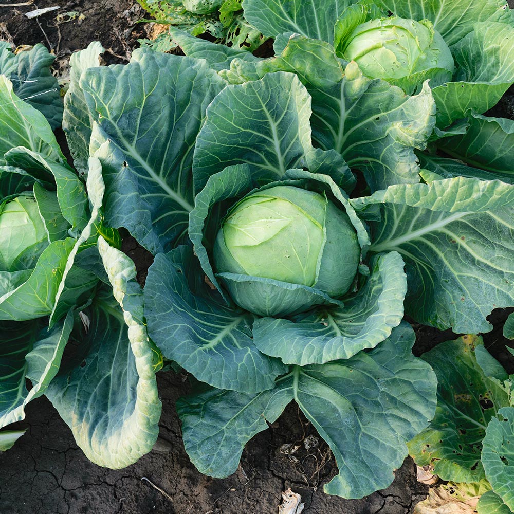 Plant These Vegetables in Your Fall Garden - The Home Depot