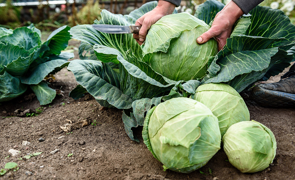 How to Grow Cabbage in Your Vegetable Garden - The Home Depot