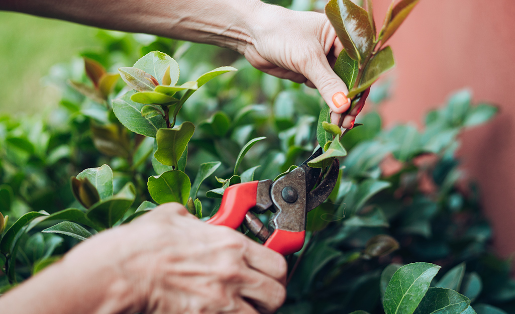 How to Grow Camellias - The Home Depot