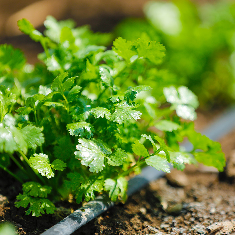 HOT BEST OF 1,000 SEEDS THAI PARSLEY SEED FRAGRANT CILANTRO CORIANDER SEEDS. 