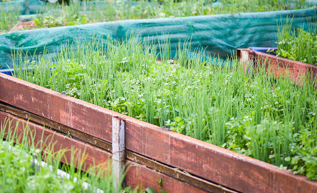 Raised bed garden with cilantro