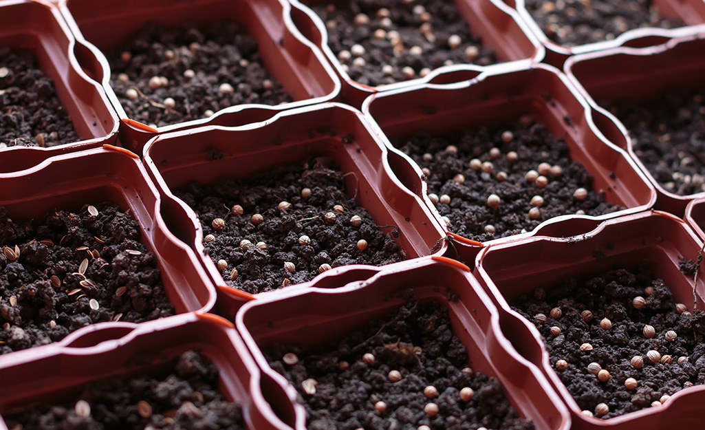 Cilantro seeds in soil