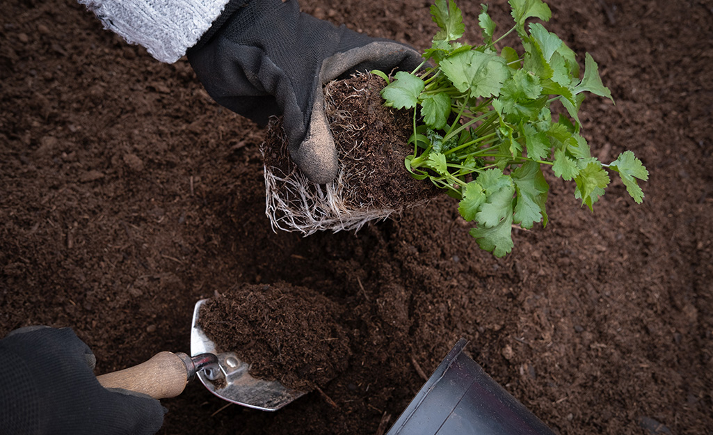 Gardener transplanting cilantro into a garden bed