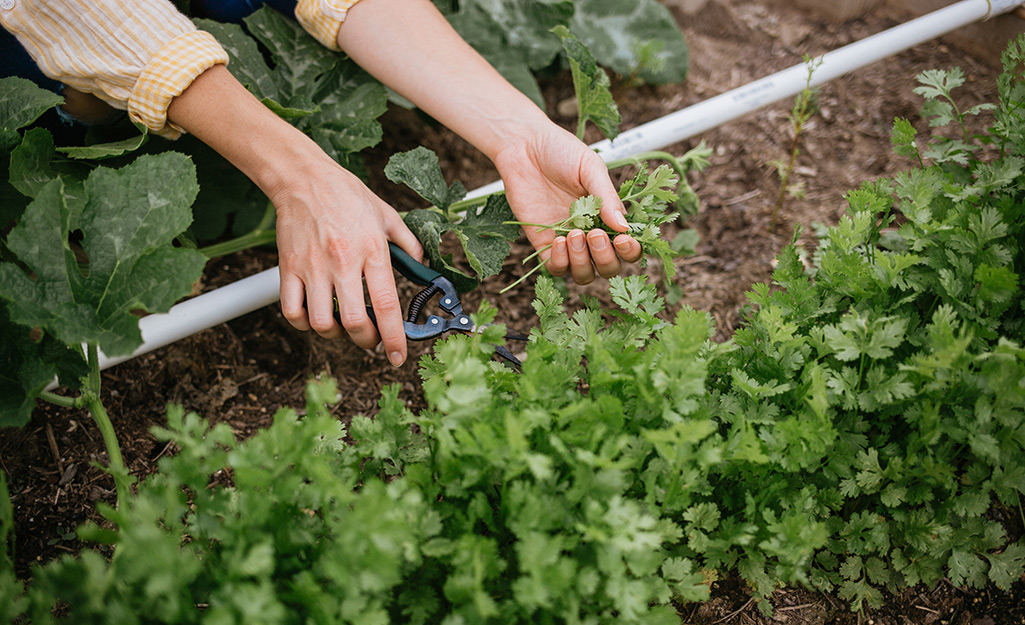 Gardener harvesting cilantro