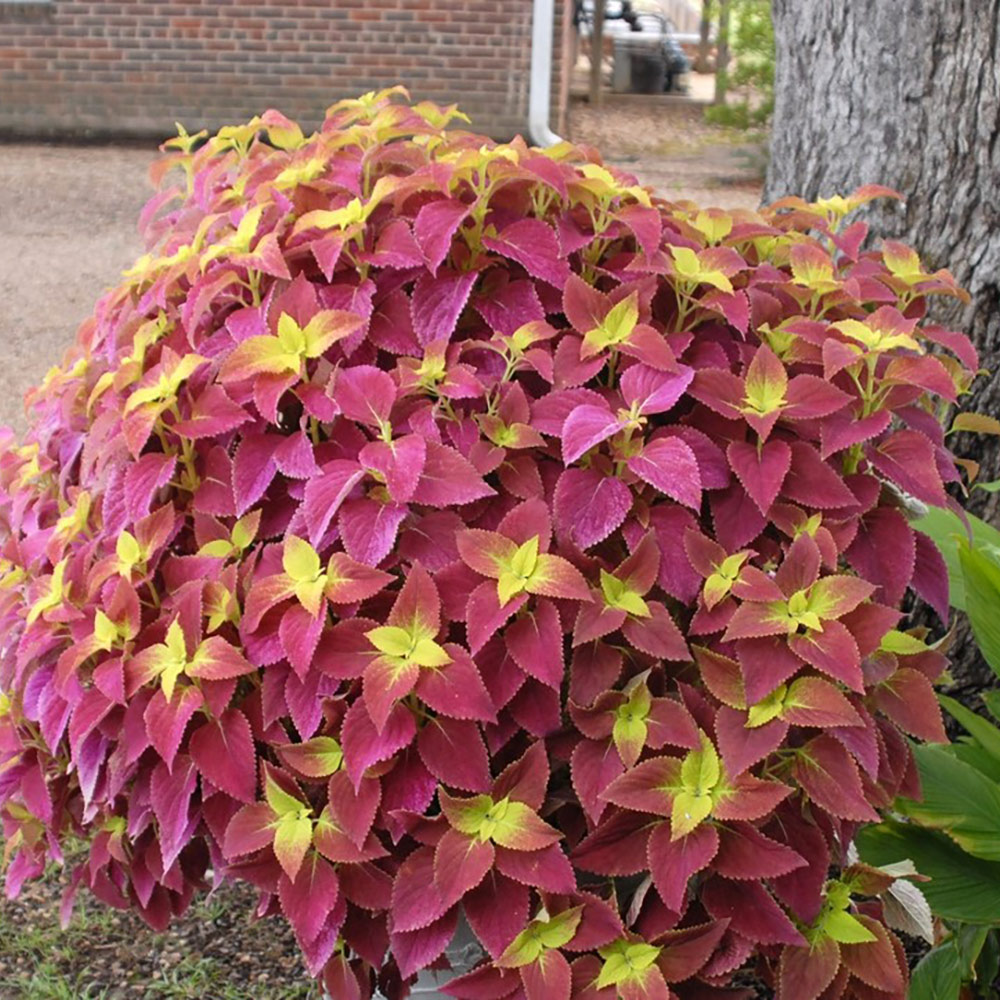 A pink and yellow coleus plant.