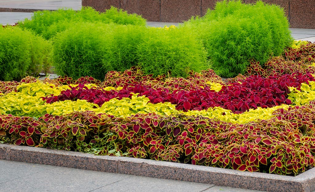 Companion Planting with Coleus: Maximizing Beauty and Functionality