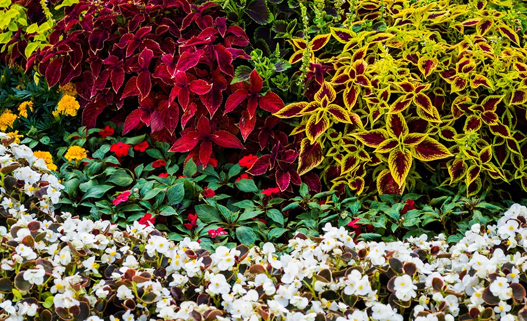 A garden with coleus and companion plants.