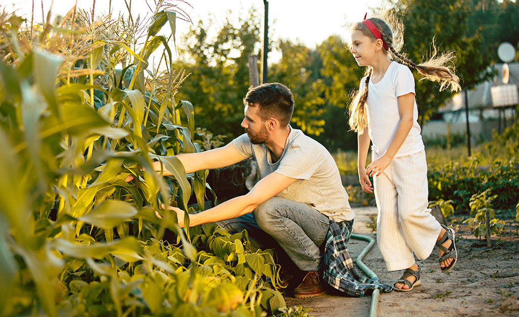 A man and child harvesting corn in a garden A man and child harvesting corn in a garden