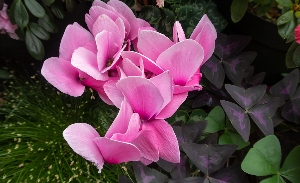 Pink cyclamen plant outdoors.