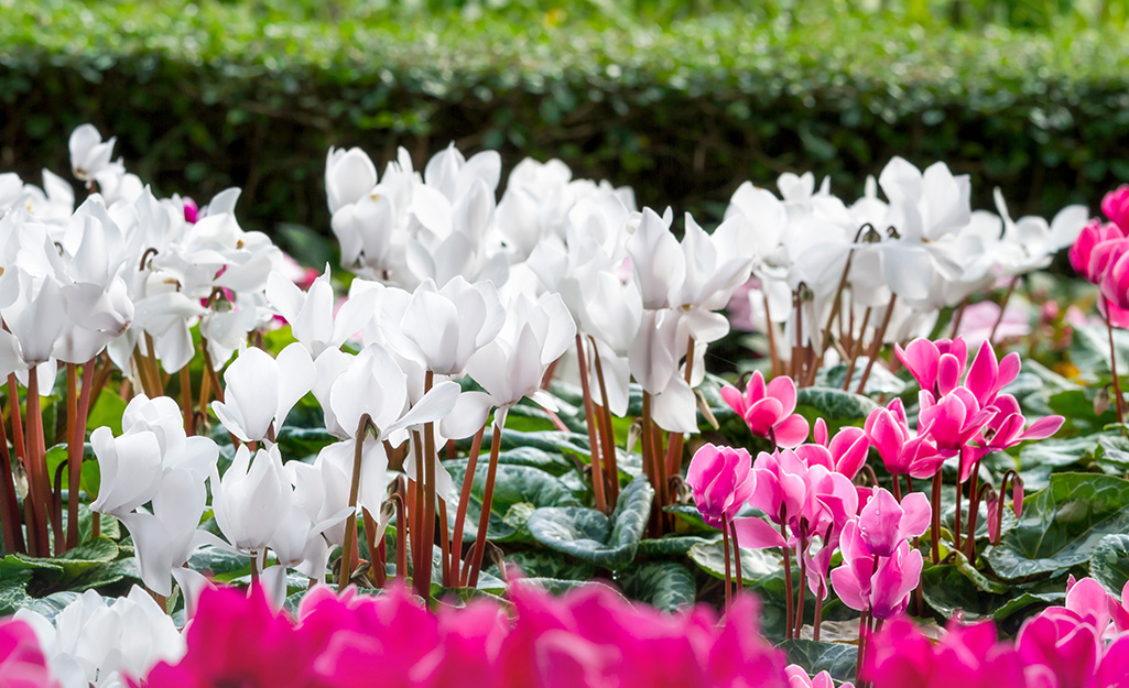 White and pink cyclamen outdoors.