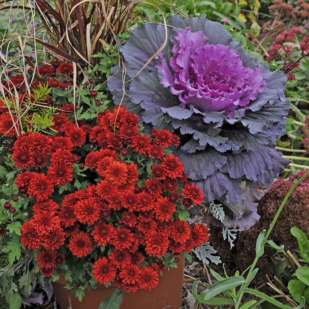 Red mums and flowering kale grow in a garden.