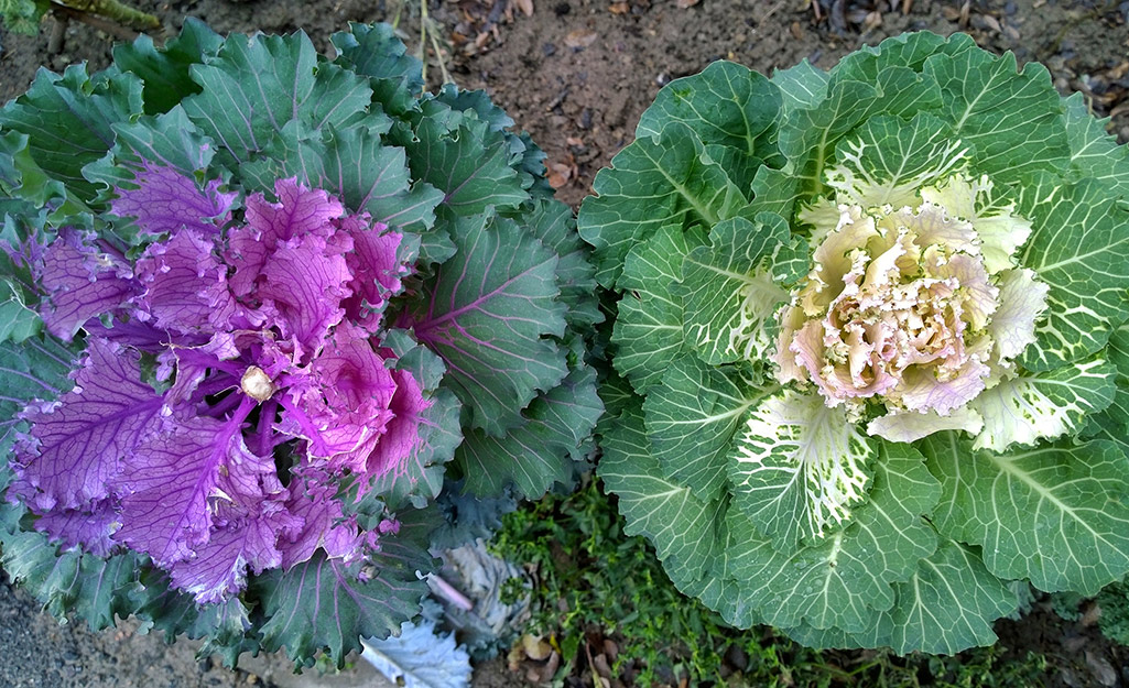 Flowering kale and cabbage grow side by side in a garden.