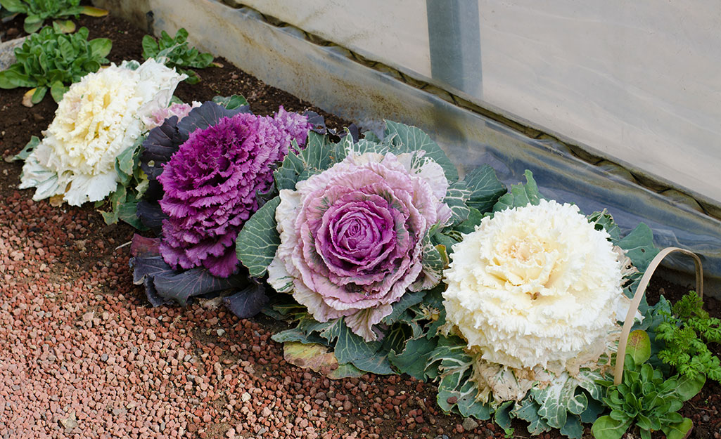 A garden border features flowering kale and cabbage.