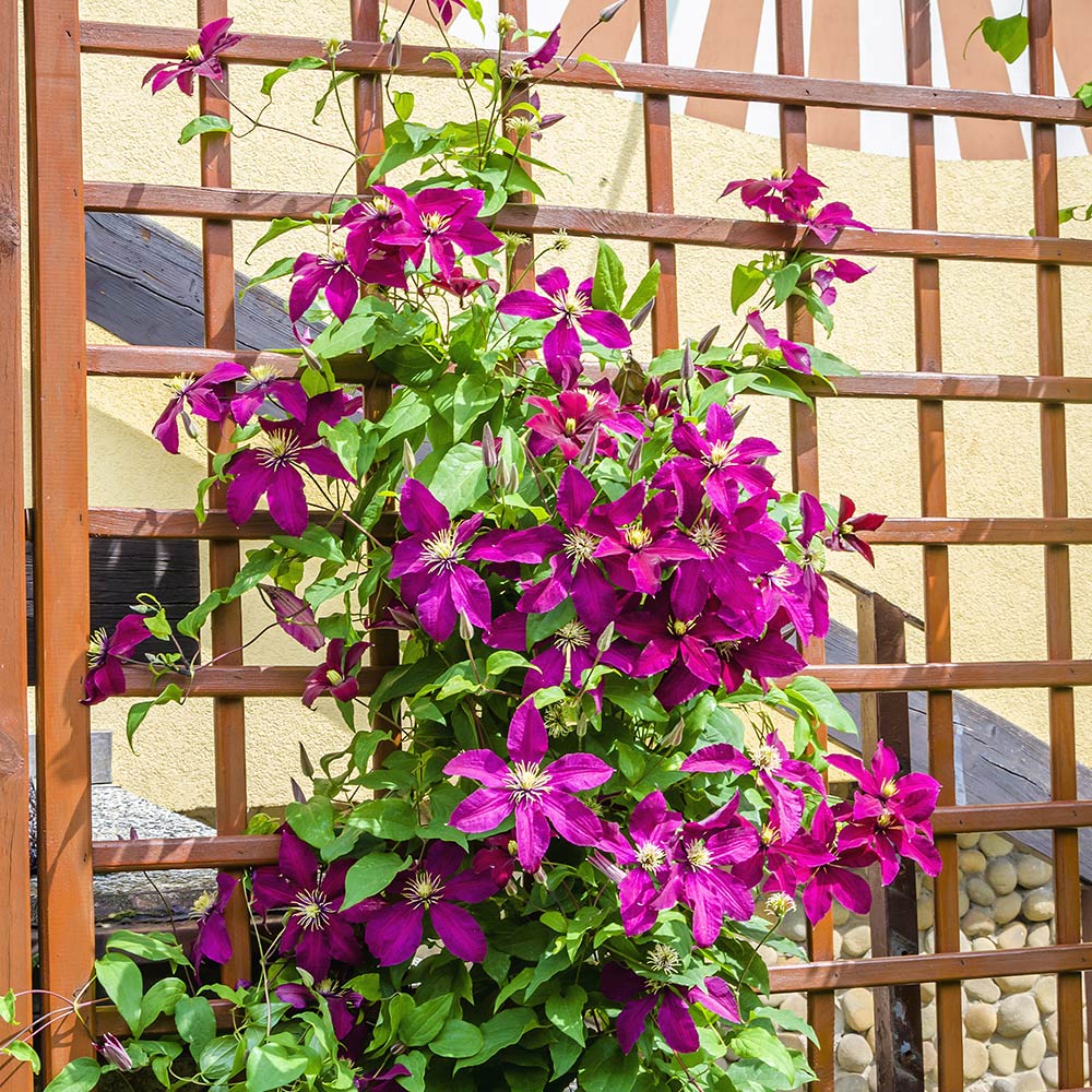 A pink flowering vine hanging on a garden fence.