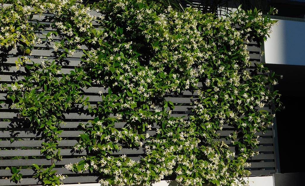 Star Jasmine vine with white flowers on a garden wall.