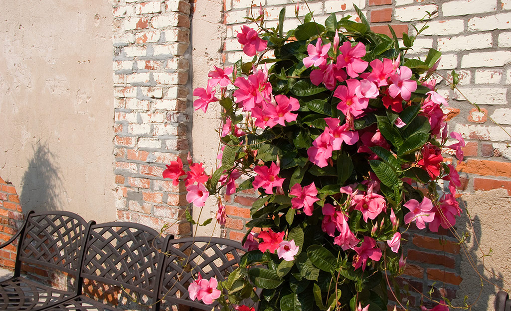 Pink Mandevilla flowers with vines on a wall.
