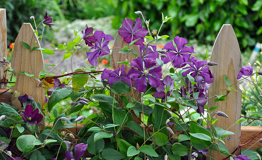 A purple clematis flowering vine on a garden fence post.