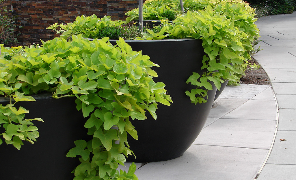 Sweet potato vines in containers on garden pavers.