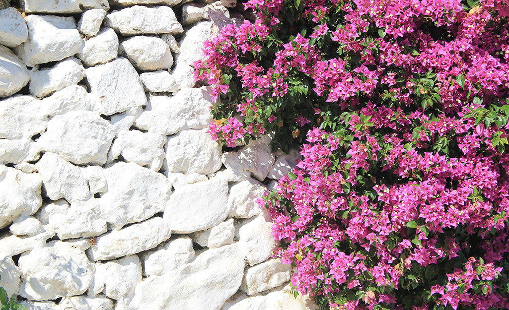 Bourgainvillea flowers in pink next to garden wall bricks.