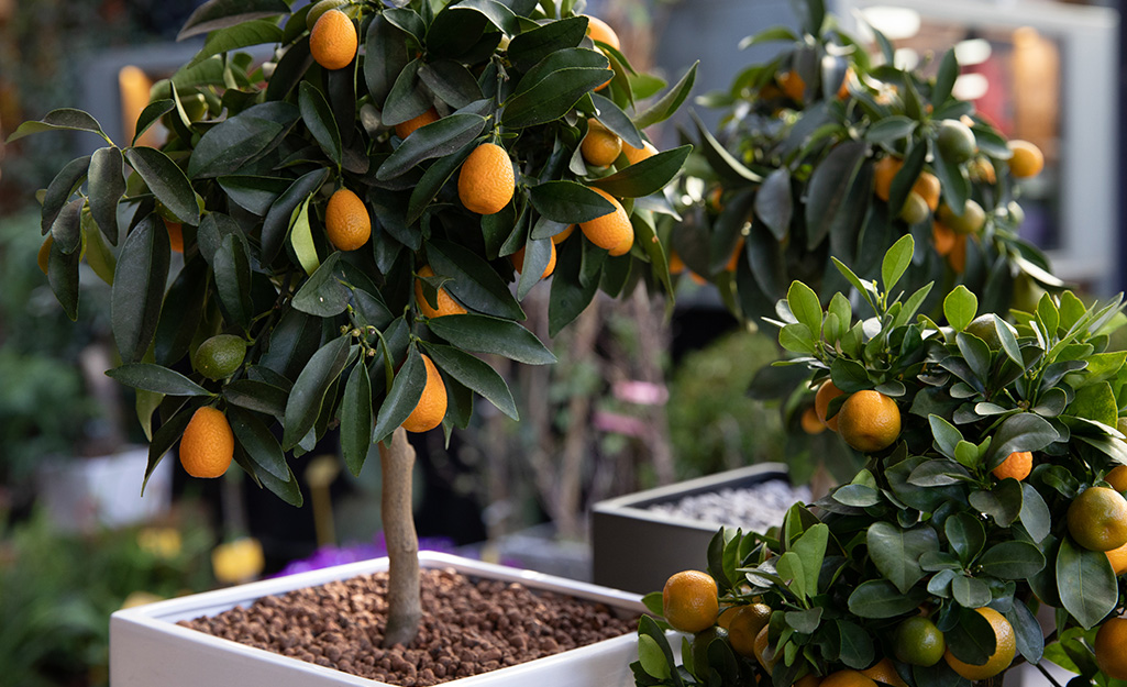 https://contentgrid.homedepot-static.com/hdus/en_US/DTCCOMNEW/Articles/how-to-grow-fruit-section-1.jpg