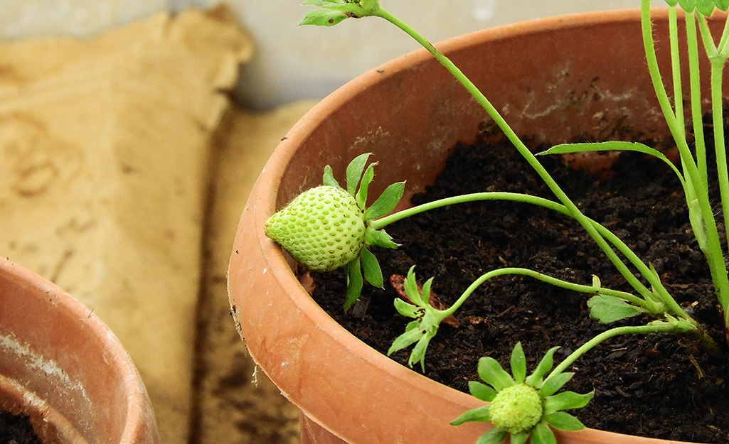 Unripened strawberries growing in a container of soil.
