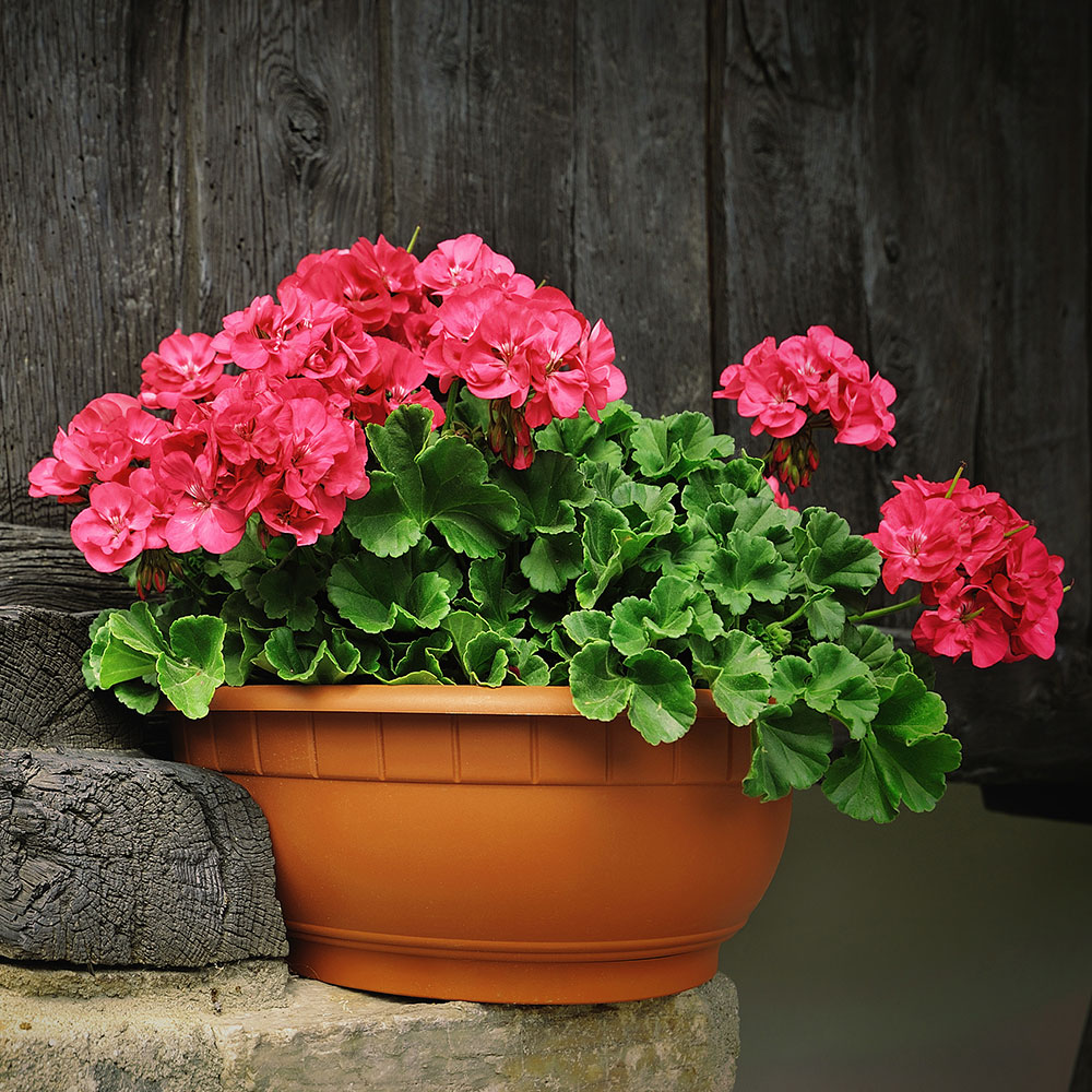 Geranium