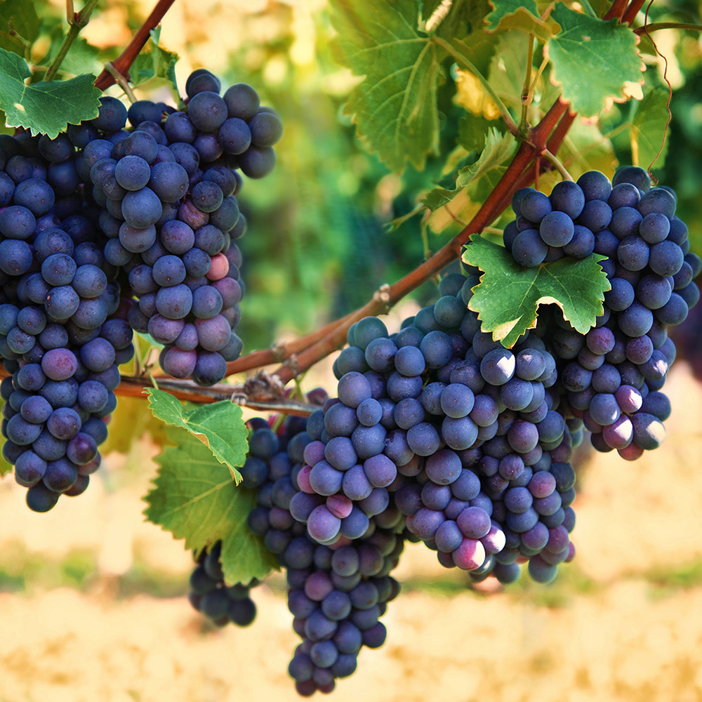 images of purple grapes