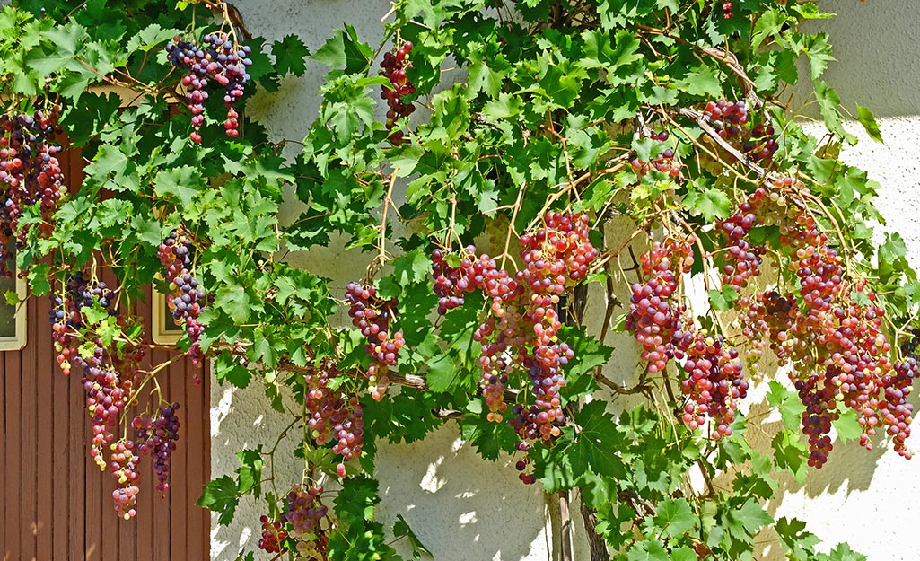 Grape Plant