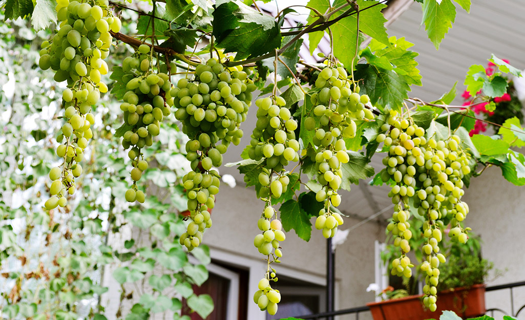 Clusters of green grapes hanging from vines on a support.