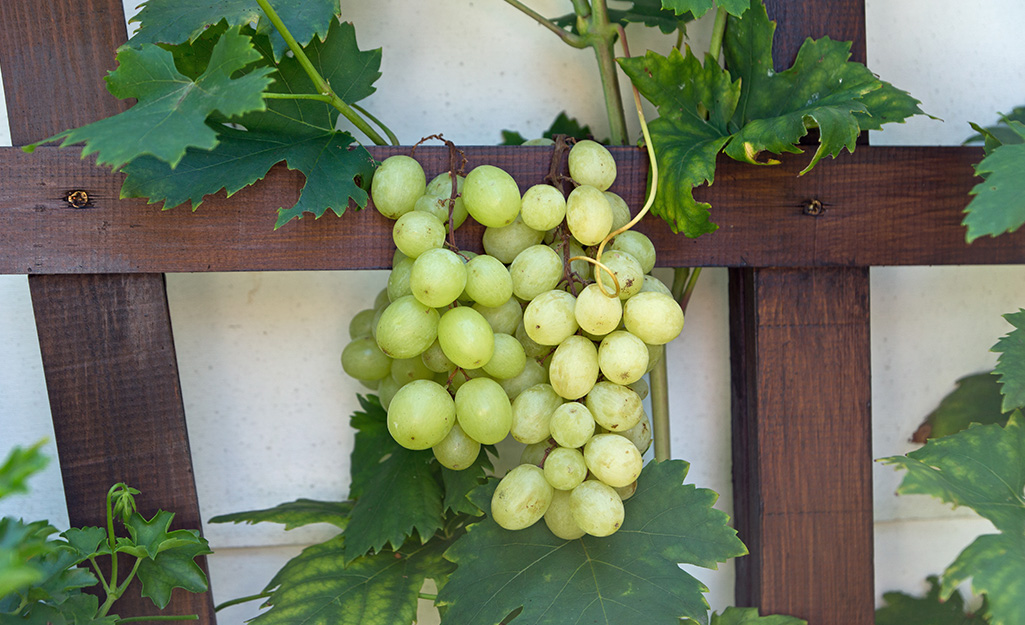A cluster of green grapes with leaves growing on a trellis.