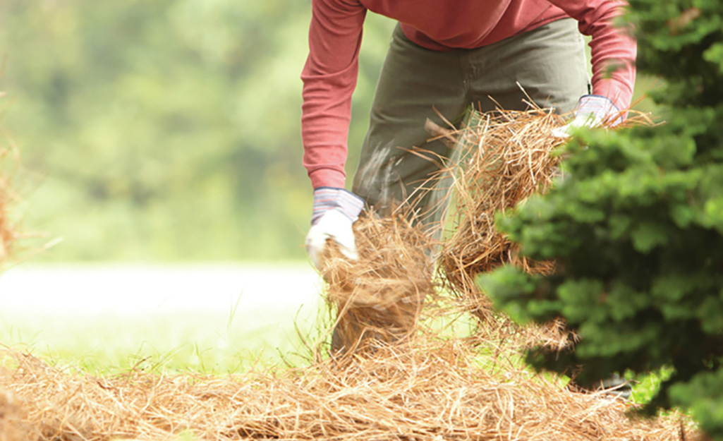 A person spreading hay over a seeded lawn.