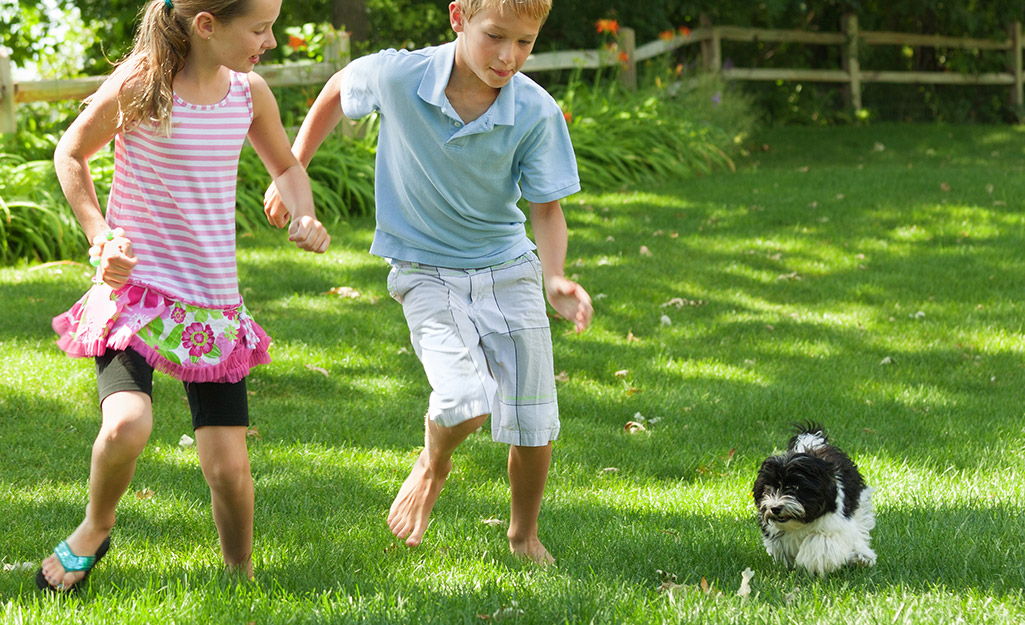 Children and a dog playing on green grass.