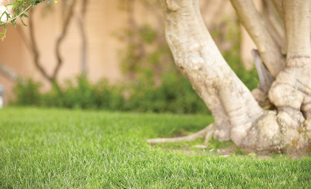 Grass under a tree.