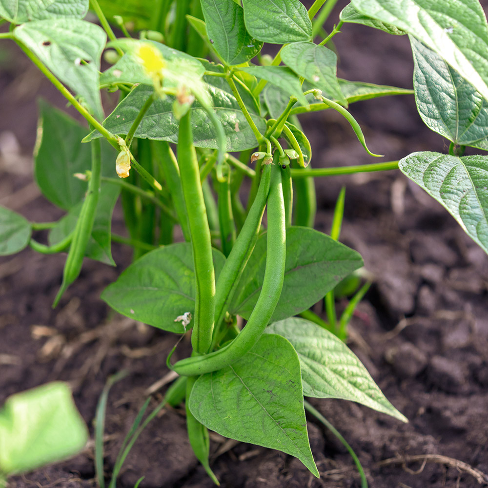 Green Beans Plant Growing