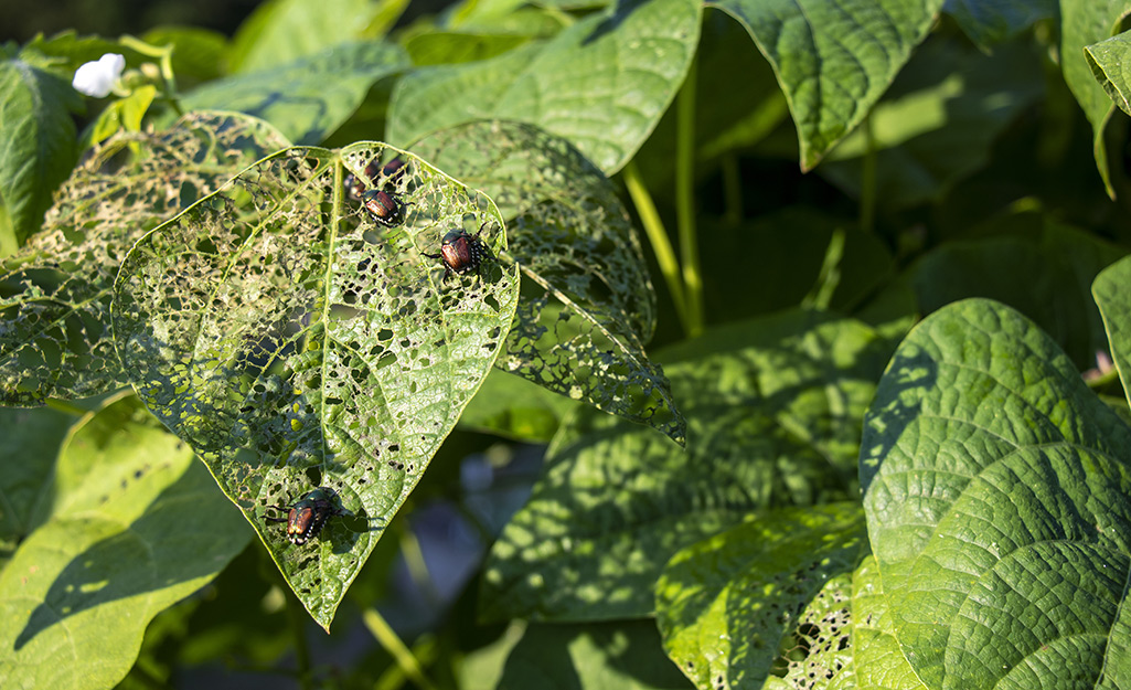 Beetles eating green bean leaves