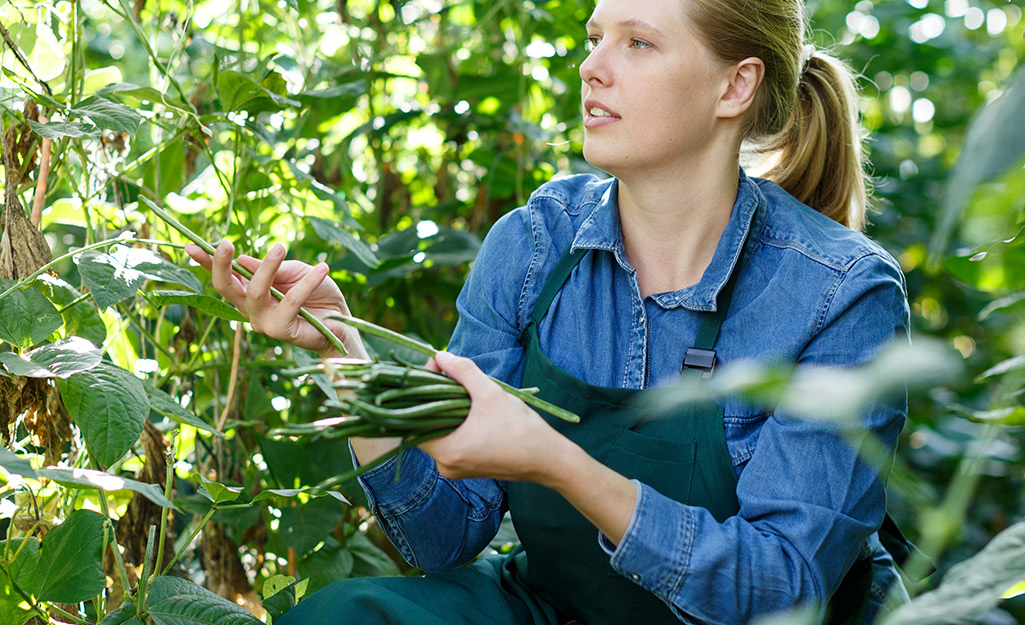 Gardener harvesting green beans