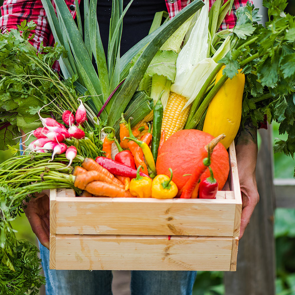 A gardener holds a basket of vegetables