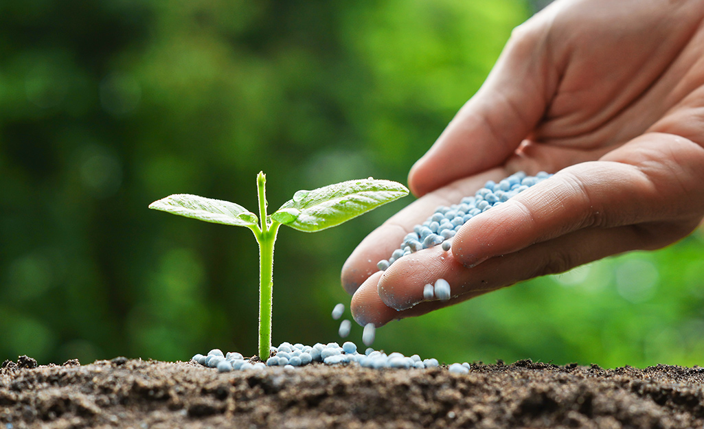 A gardener's hand sprinkles fertilizer on a vegetable seedling.