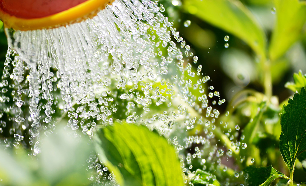 A watering can sprinkles water on a vegetable garden.