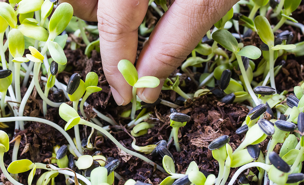 A gardener's hand thins bean seedlings.