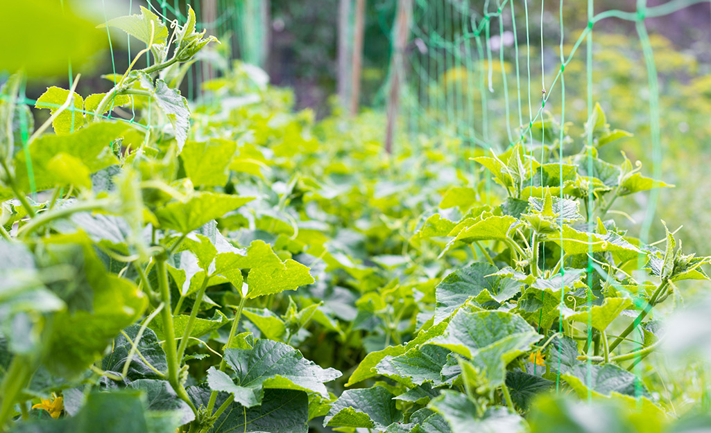 Cucumber plants on a trellis