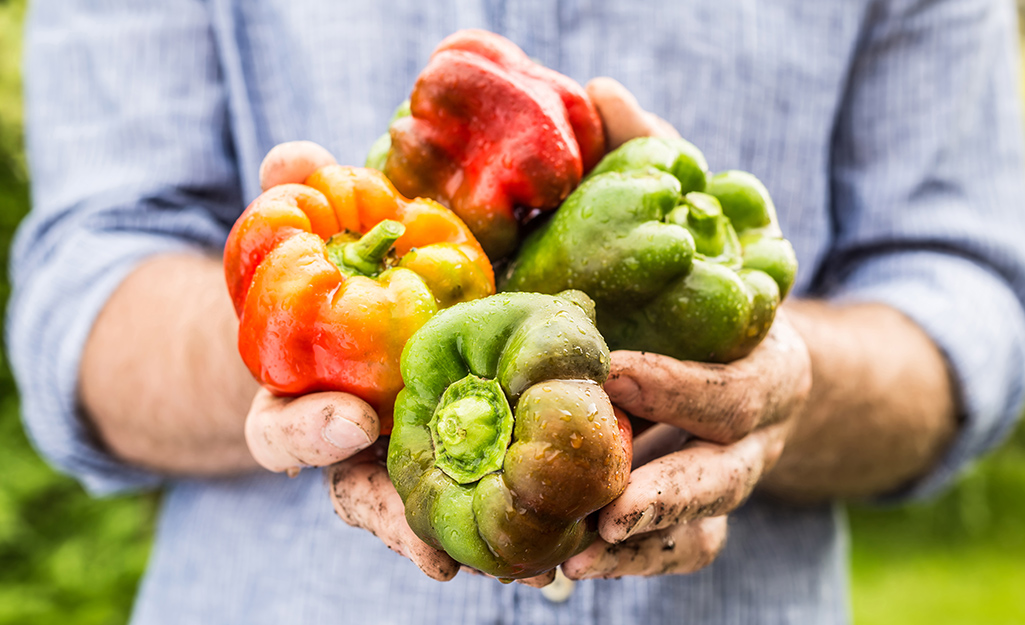 Red and green peppers in a gardener's hands.