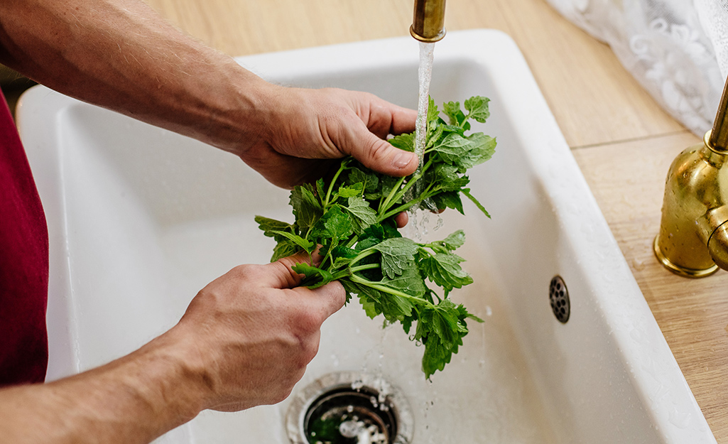 Someone washing herbs in a sink.