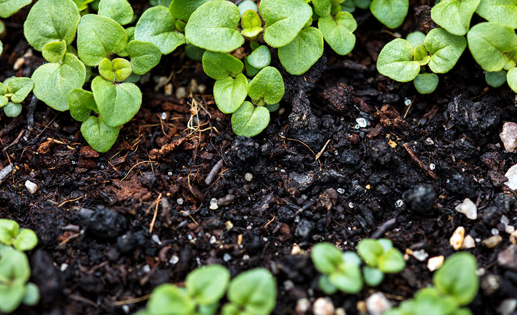 Herbs growing in rich soil.