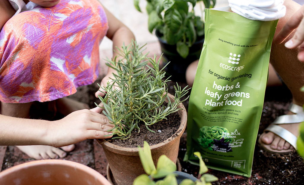 Someone planting rosemary in a pot.